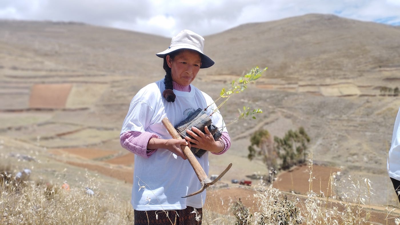 Reforestation in Choras: Turning Climate Action into Measurable Impact