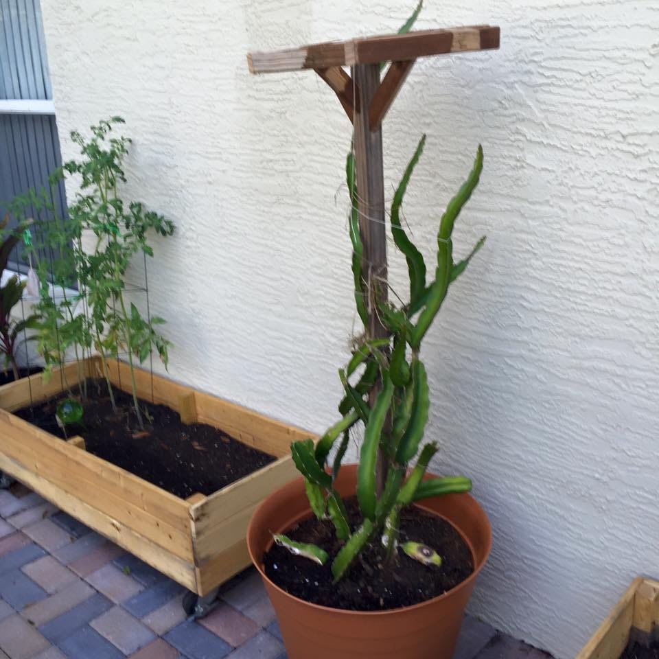 I Have a Dragon Fruit Tree. A few years ago, my mother gave me a | by  Debbie Centeno | Medium