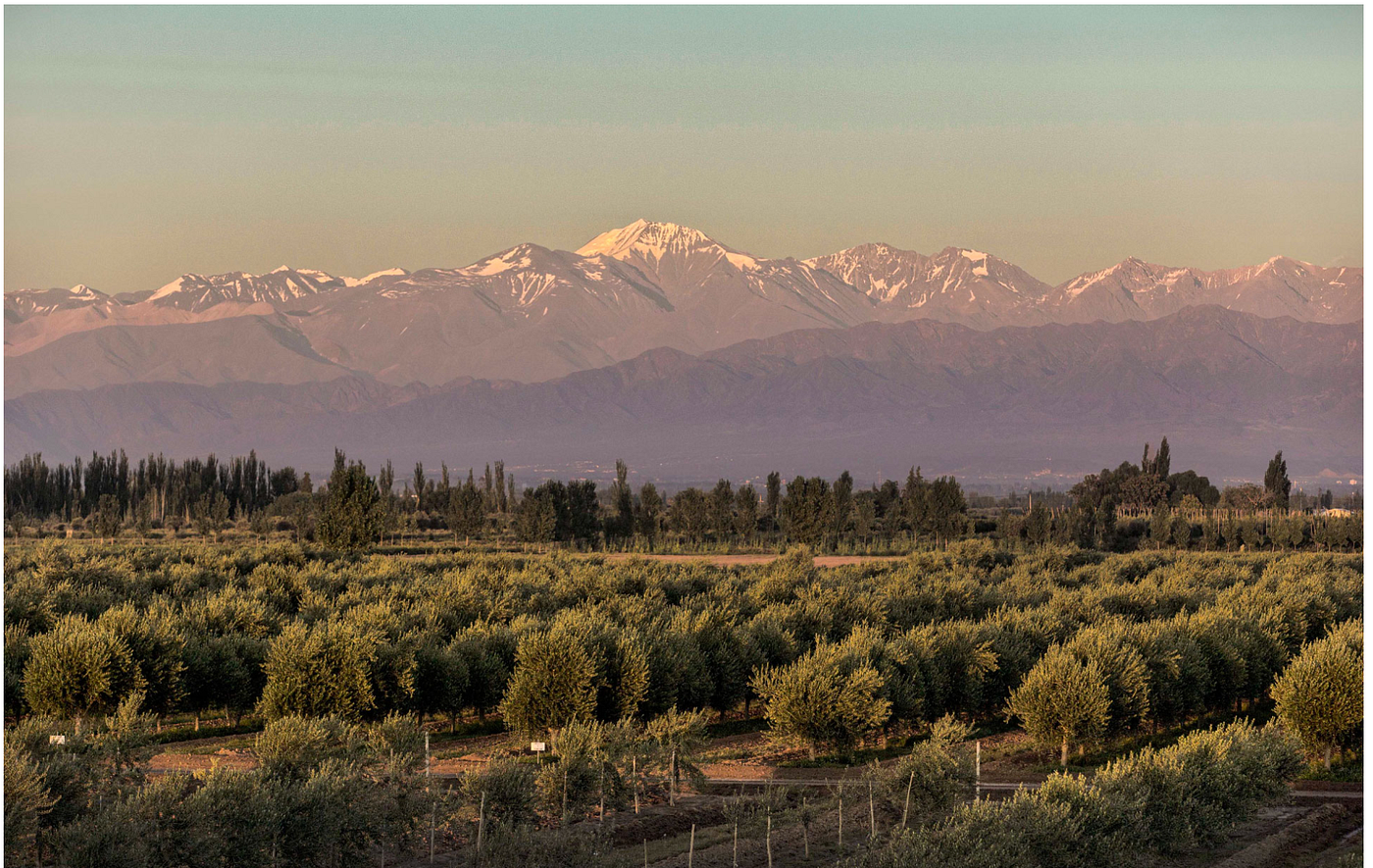 Los mejores aceites de oliva virgen extra de Argentina: calidad, origen y pasión