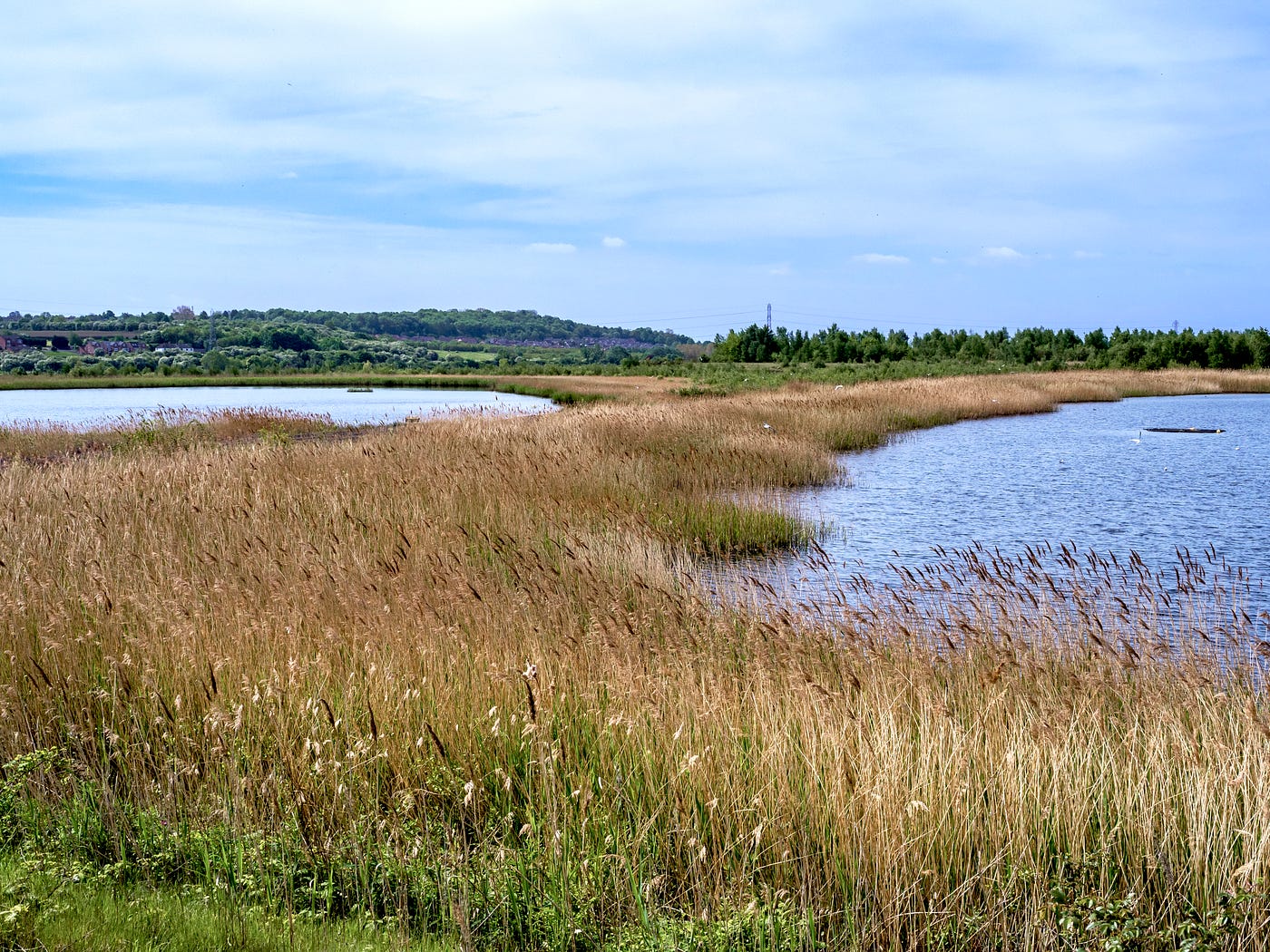 Reedbed at Fairburn Ings, West Yorkshire (Photo by Author)