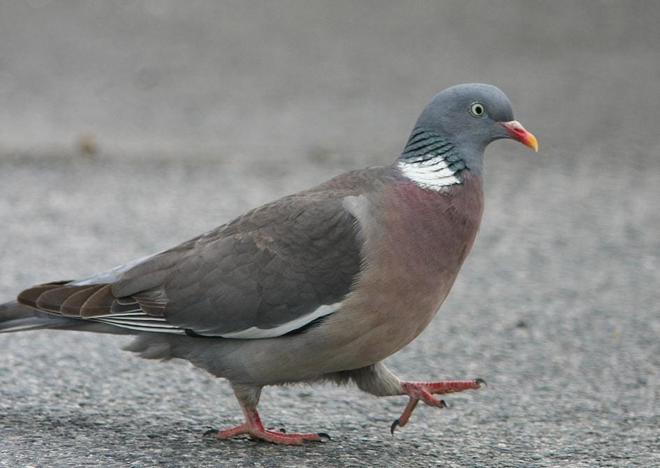 Les pigeons: 11 choses que les pigeons font différemment des autres | by  rorolafrite | Medium