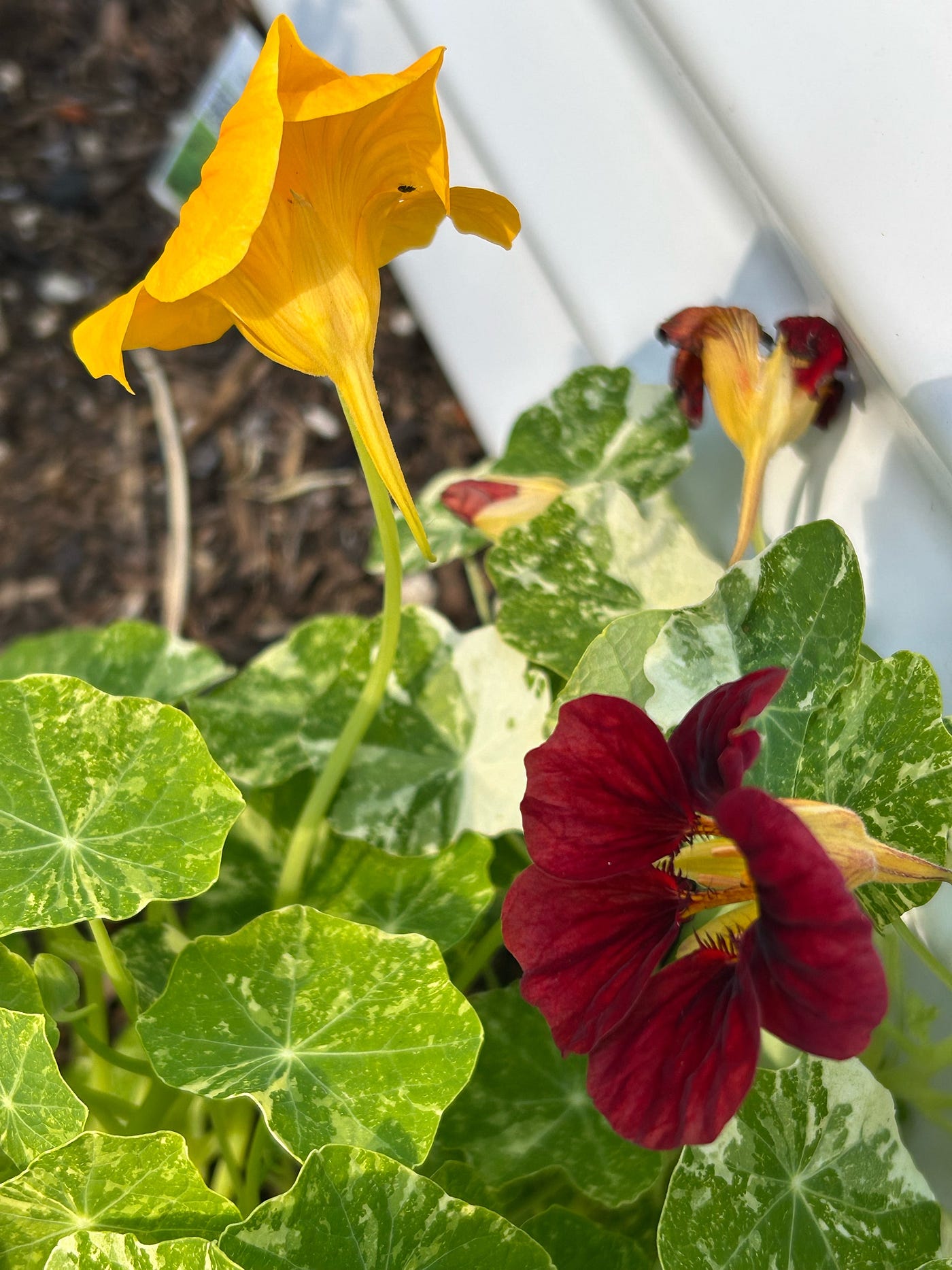 nasturtium flowers, author’s photo