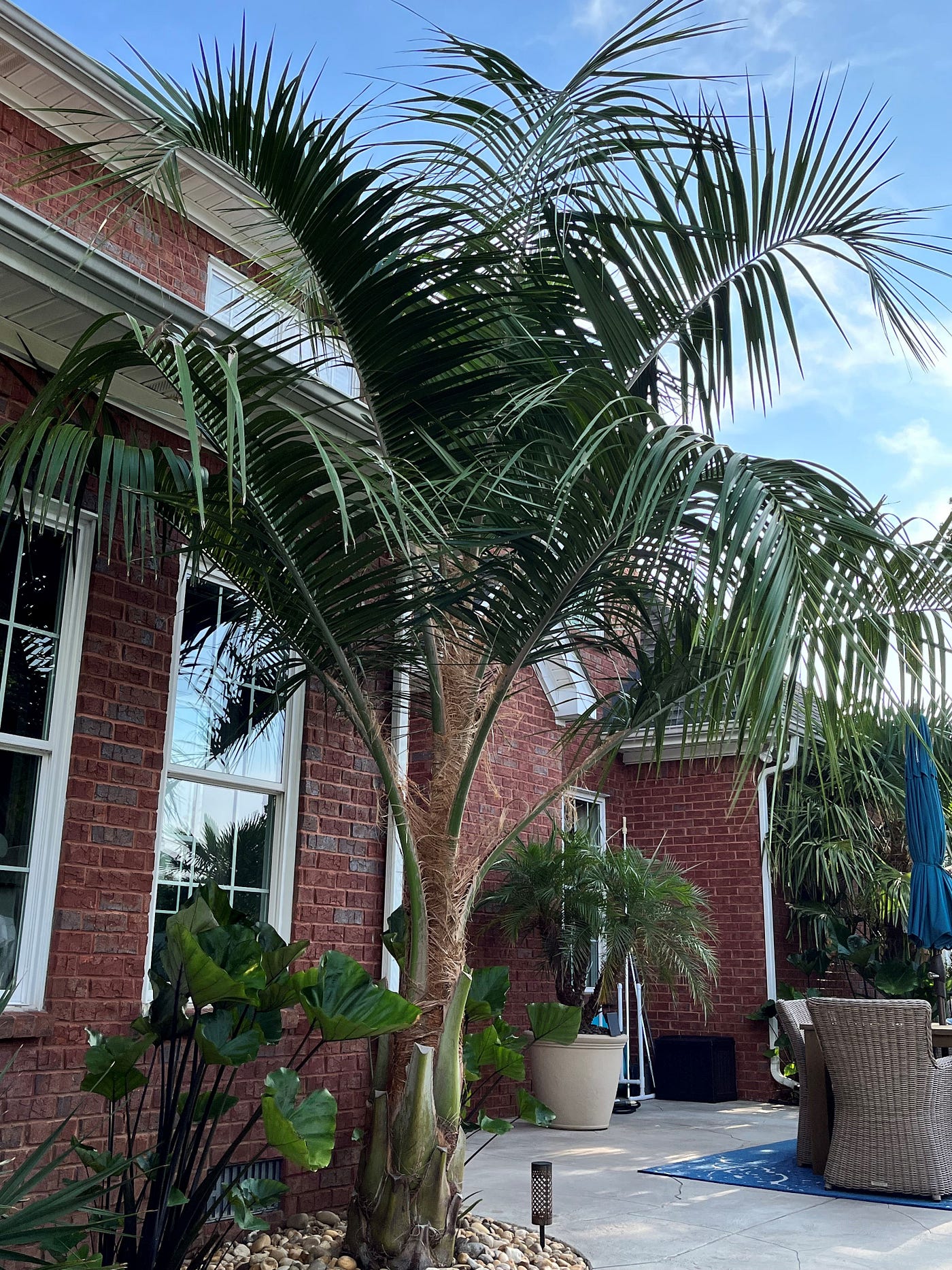 6 Secrets to Make Palm Trees Grow Faster