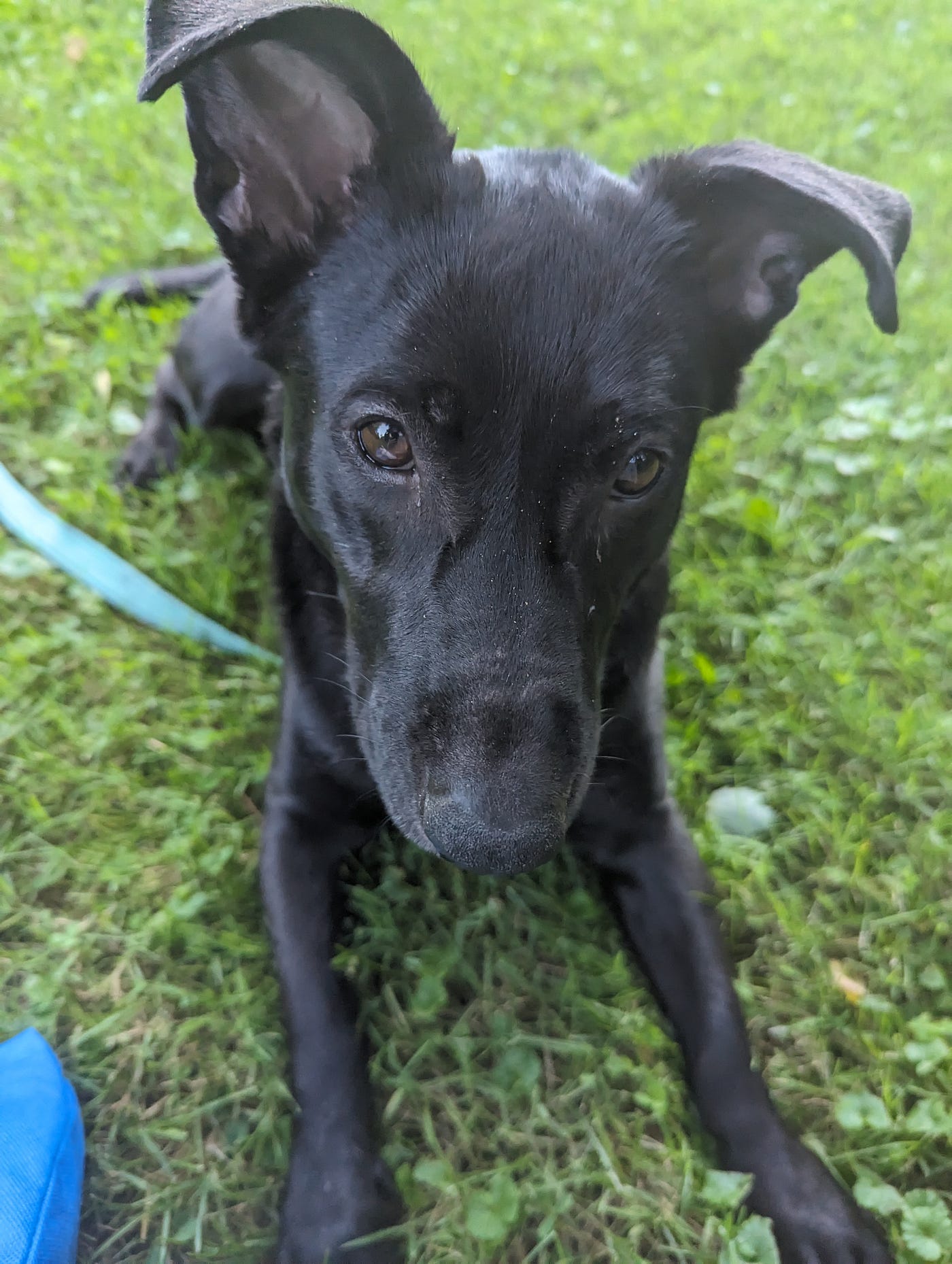 Black Lab Heeler Mix