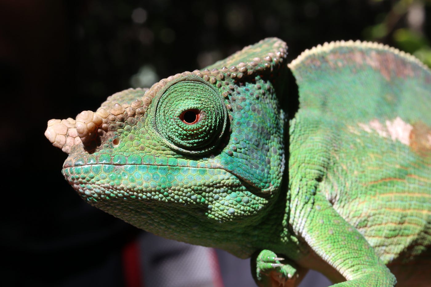 How Conservation Technology can Equitably Engage with Community Workers: a Case Study in Madagascar