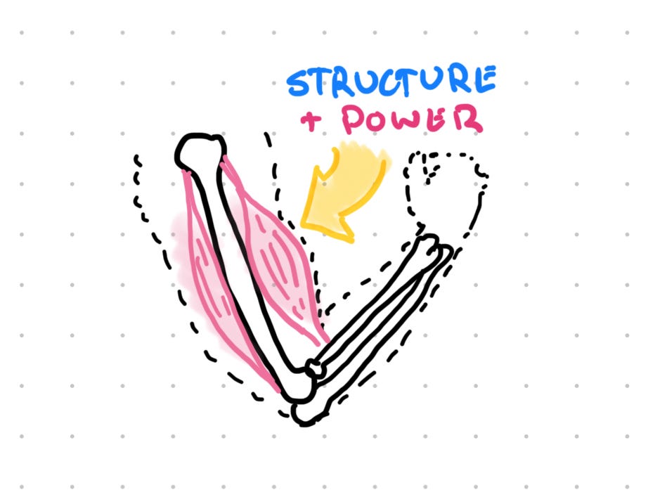 手绘插图展示手臂骨骼和肌肉产生的力量。