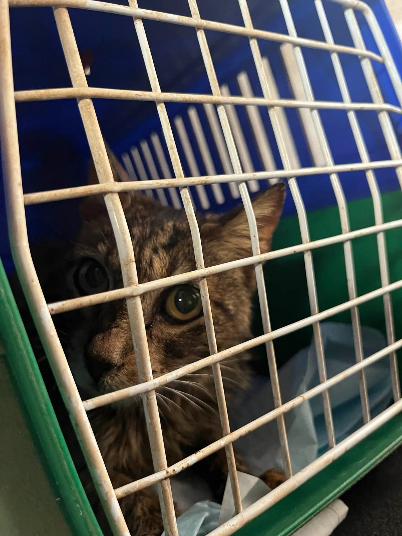 The cat we transported