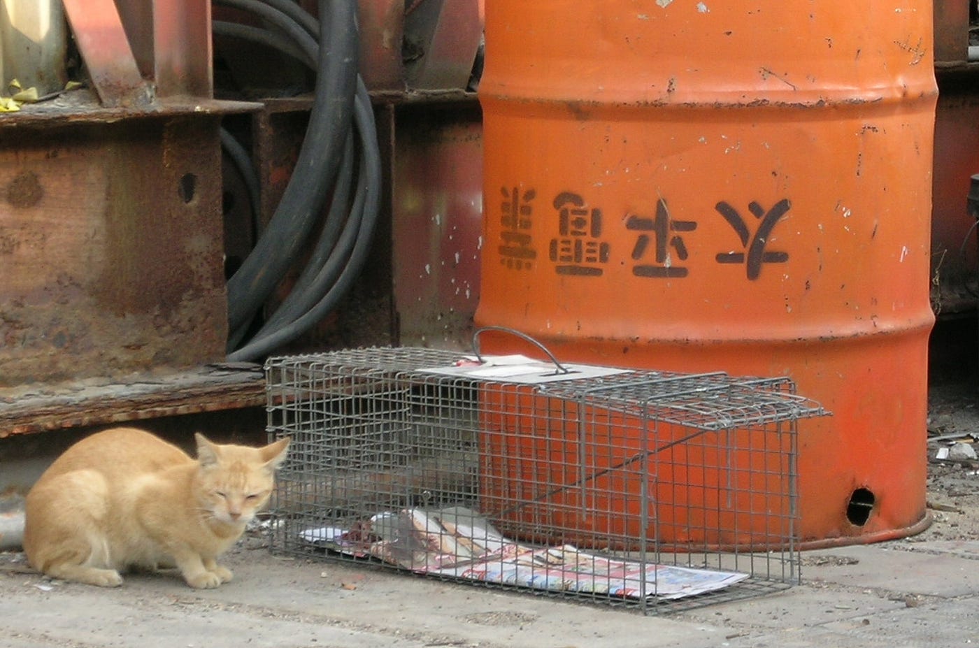 A Hong Kong Cat's Tale (Redux). Your humble narrator joins a crack