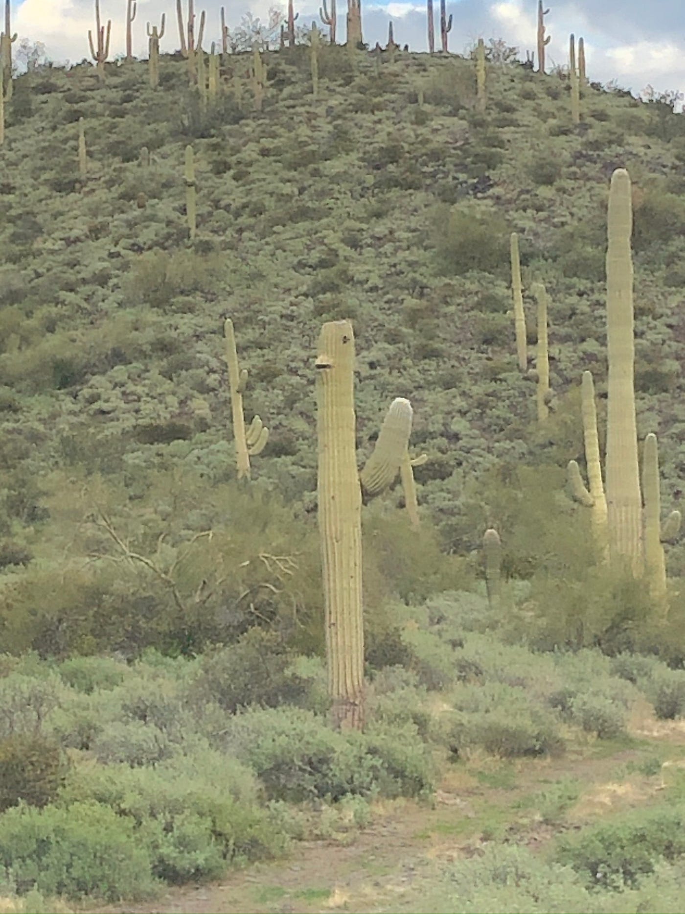 efeutute arten bilder Efeutute Cebu Blue mit Kokosstab