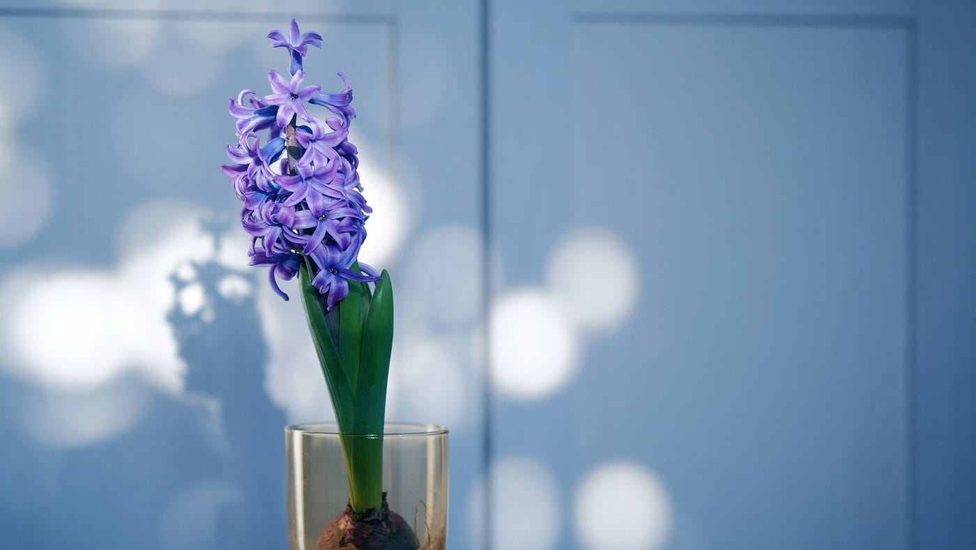 Bunga “hyacinth”, sumber dari nama “Jacinda”. Foto oleh 8kka ame di Unsplash.
