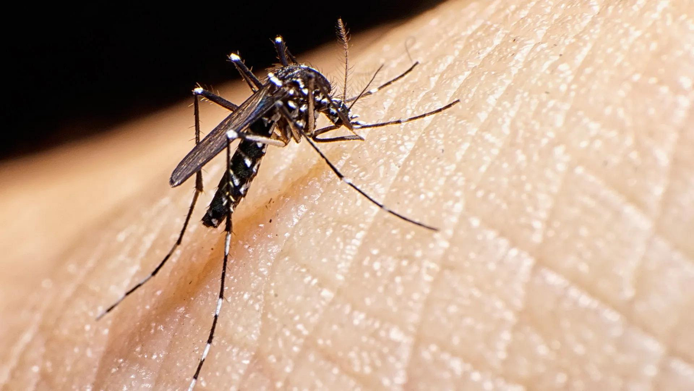 Rising Zika Virus Cases in India: What to Know