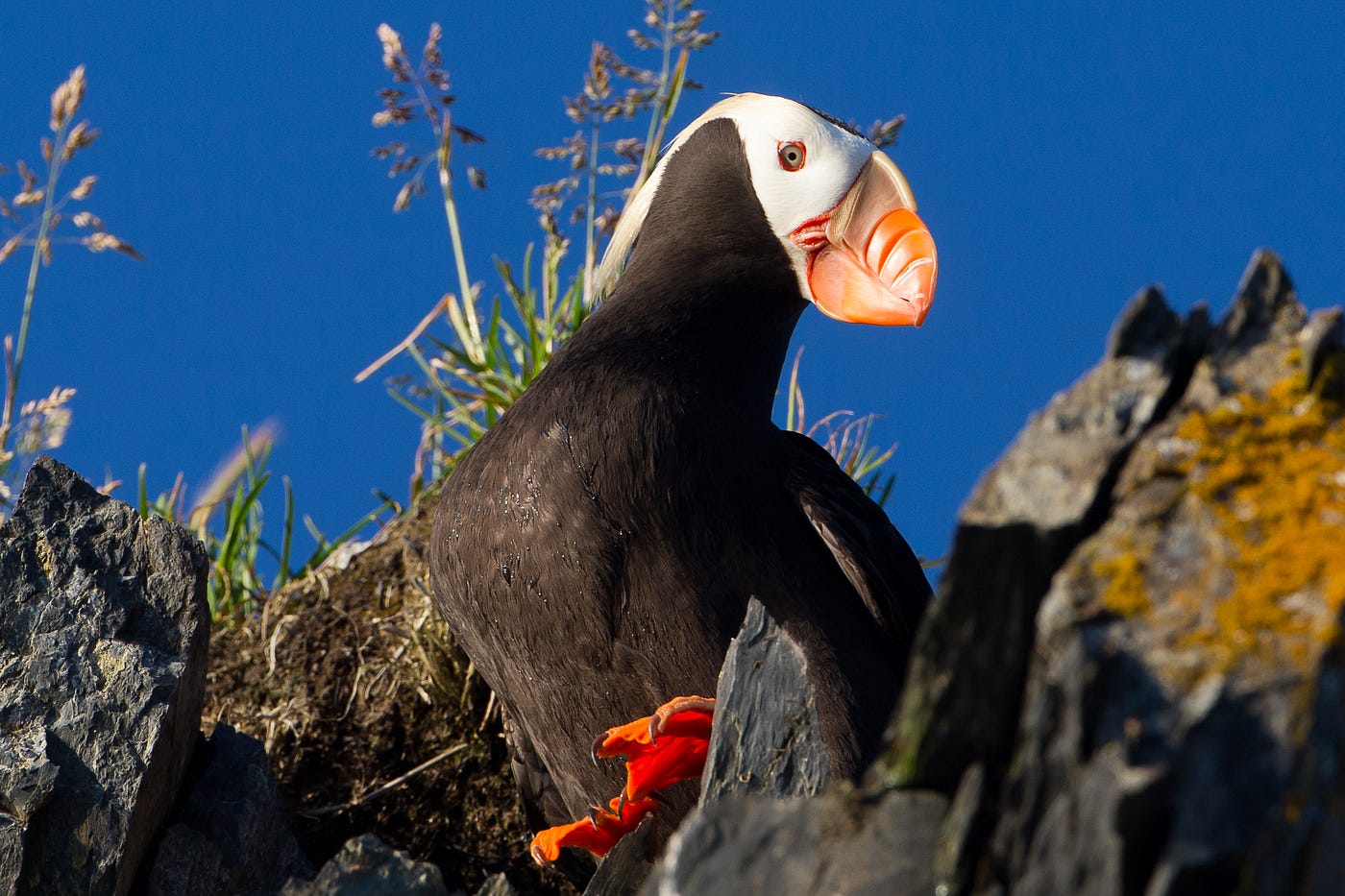 Maine's puffins on upward swing - The Wildlife Society