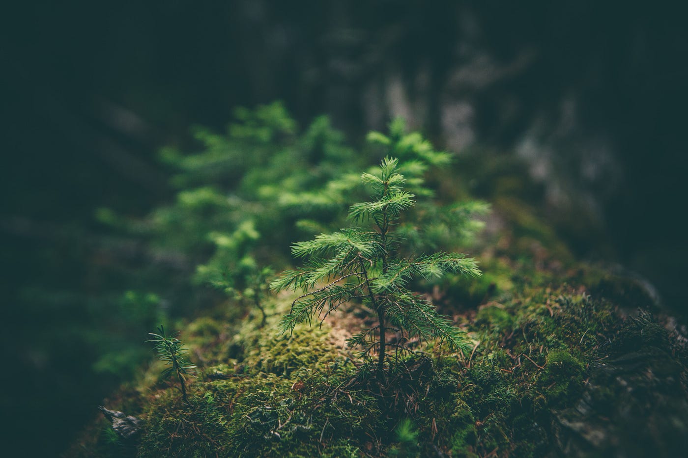 The Koblitz Conservation Easement