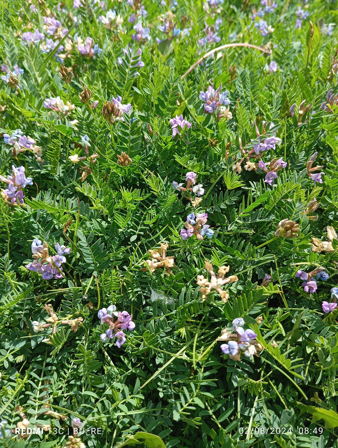 From the Valley of Chitral to the Frontiers of Plant Genomics