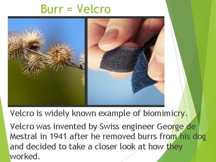 Velcro  Biomimetic Design