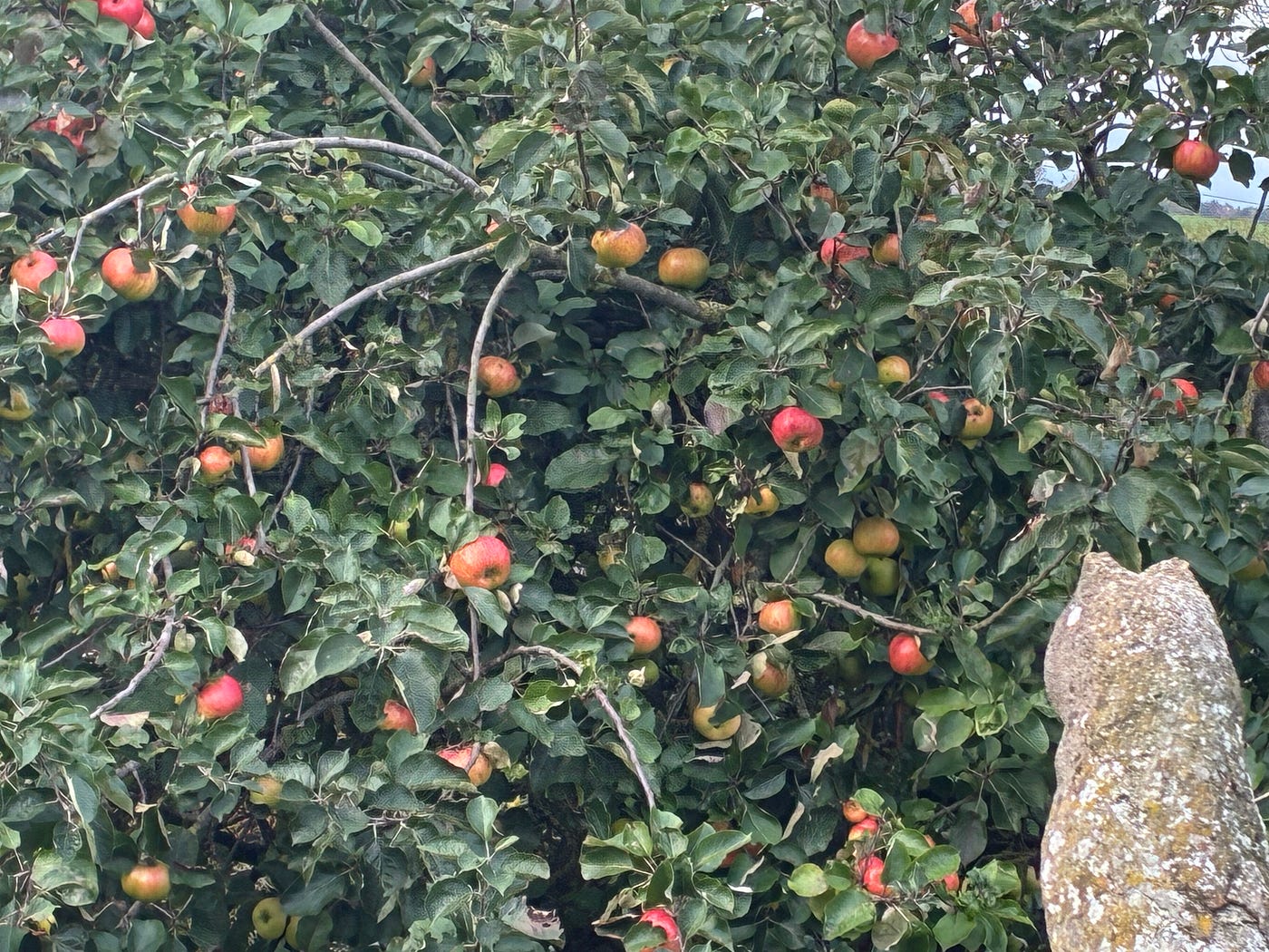 Stone bird surveys a potential harvest. Photo: Penny Grubb