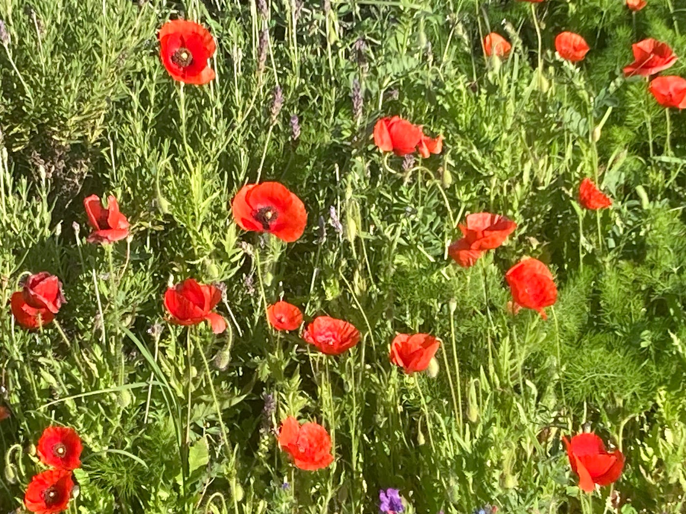 Image: poppies at Casa Gaia in Spain (2025). As Joanna says “they always bring me a surge of joy. I especially like the fact they represent beauty to share with to anyone who passes — you simply can’t pick them and take them home and keep them for yourself, they have to be enjoyed exactly where and as they are.”