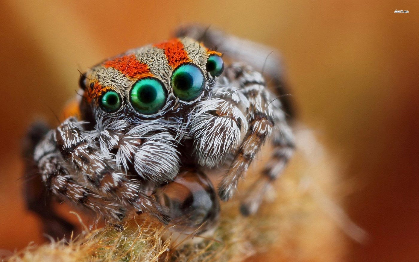 7 Adorable New Peacock Spider Species Discovered