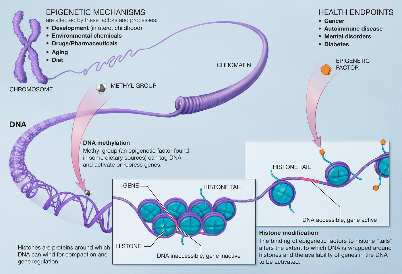 Epigenetic mechanisms. Image from National Institutes of Health — Public Domain