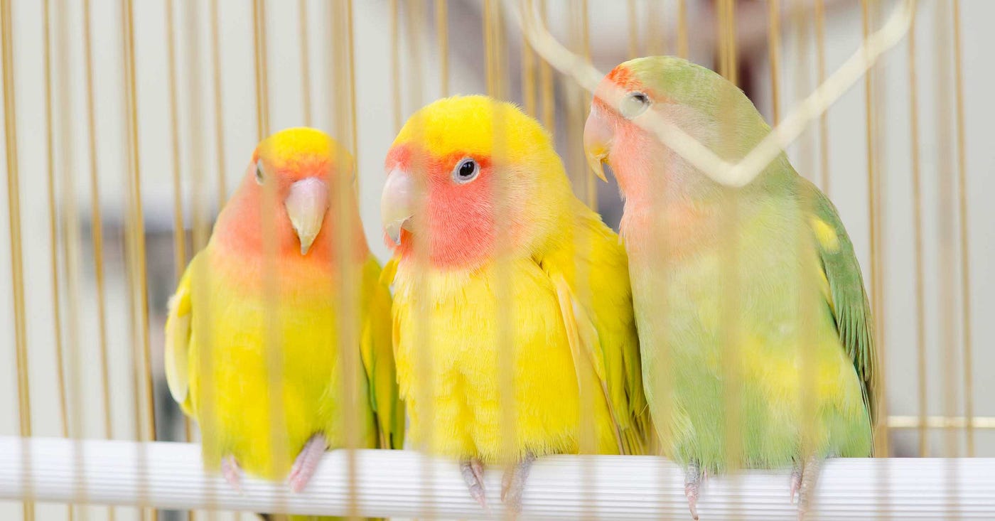 Which Airlines Allow Bird Pet Travel Internationally: Top Choices Revealed