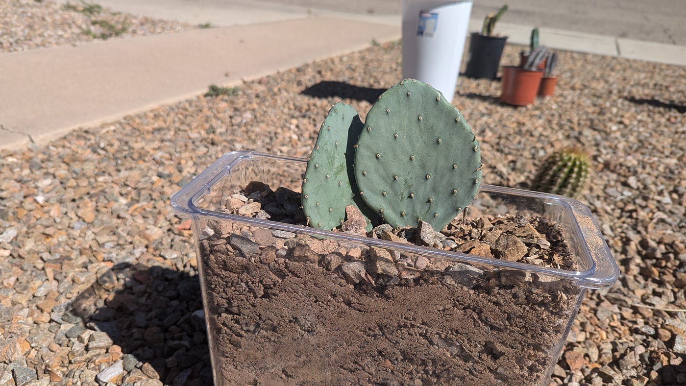 cactus zigzag Euphorbia Pseudocactus (Zig Zag Cactus) main image 1