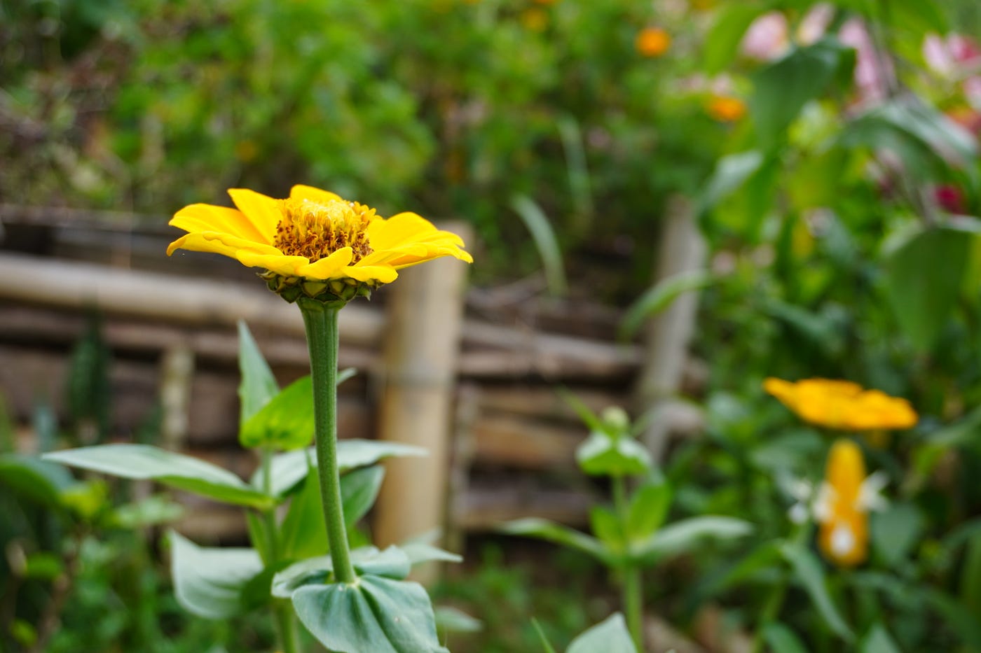 The Little Things That Make Life in the Colombian Countryside Special