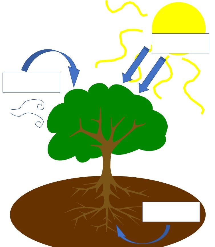What Do Plants Need in Order to Make Food: Essential Factors Explained
