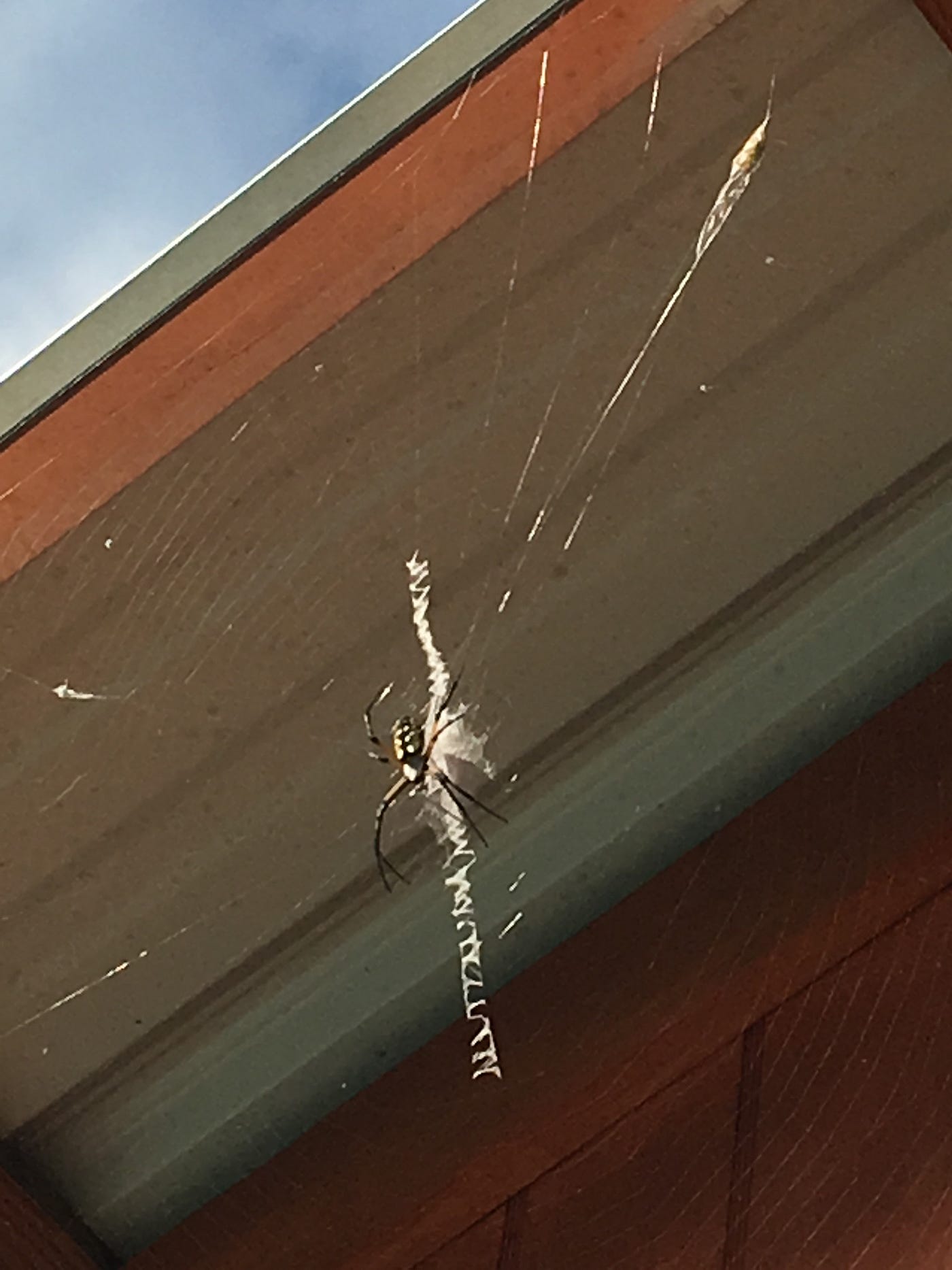 Musings from the Back Porch – Garden Spider