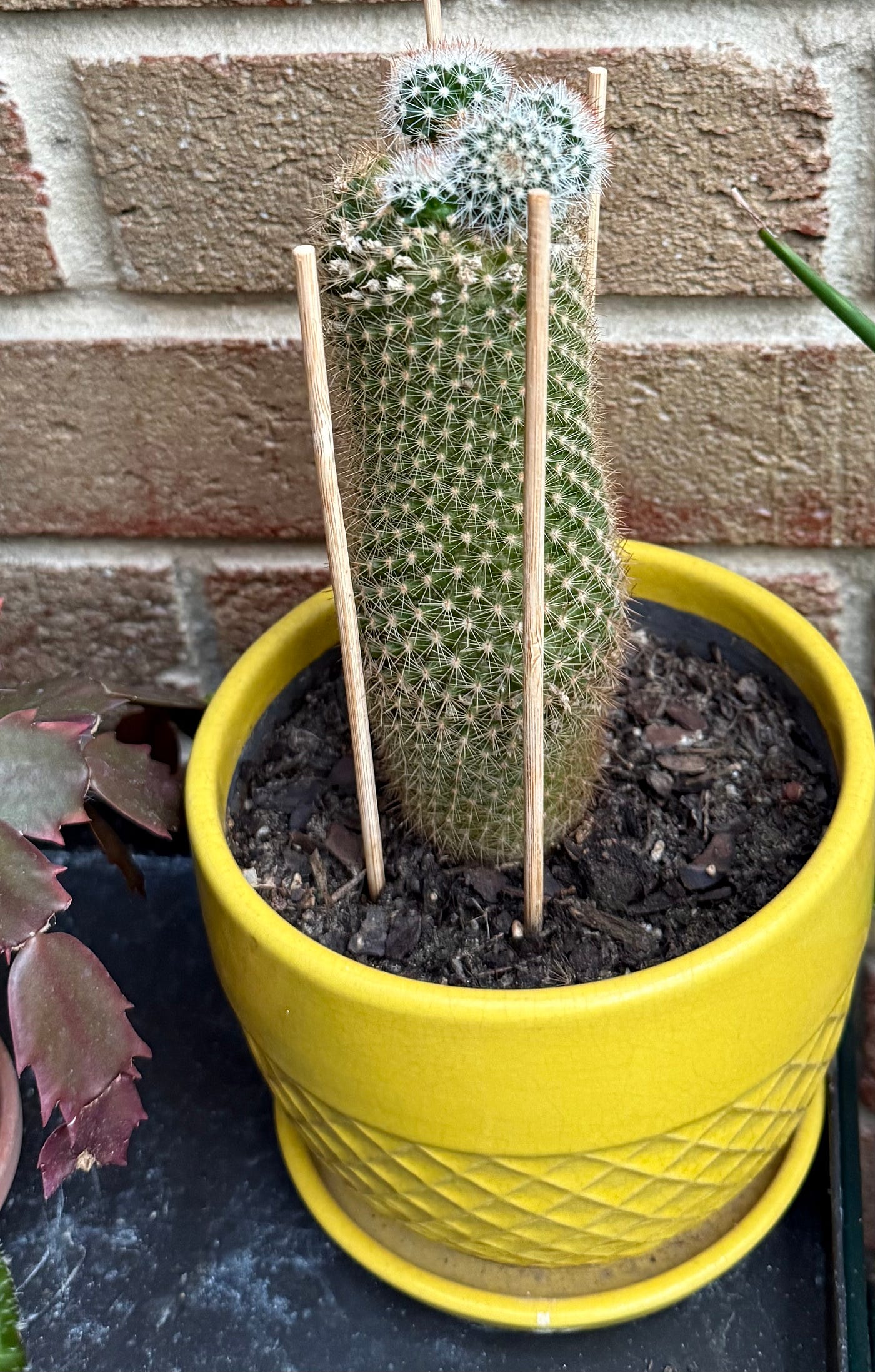 Meet Bunny Ears, My Spiny Pincushion Cactus | by Marta Calderon, MScE | The  Green Thumb | Medium