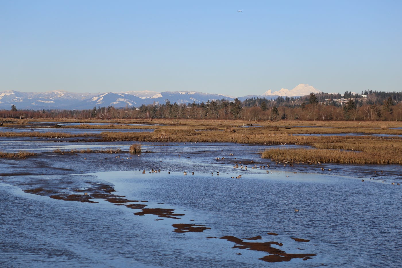 WDFW moving forward with estuary restoration projects in North Puget Sound by The Washington Department of Fish and Wildlife Medium image