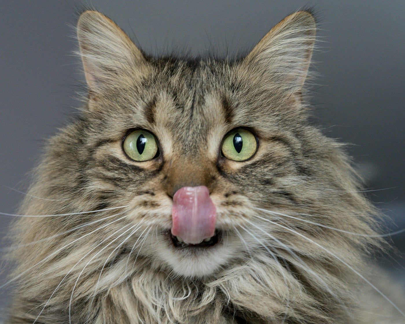 When Your Cat Stops Eating, Don’t Wait for Hunger to Win
