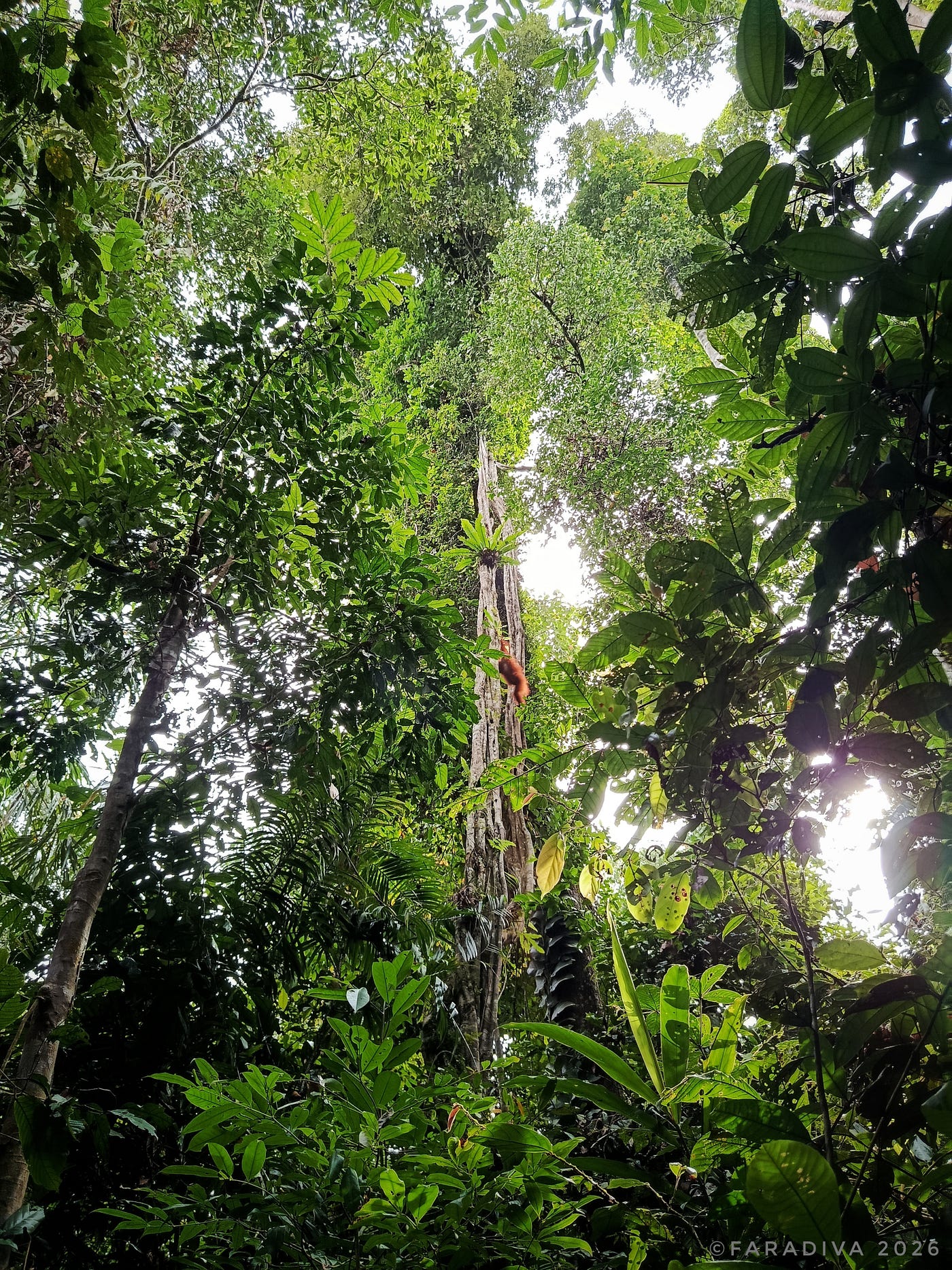 Sekolah Hutan untuk Bersama