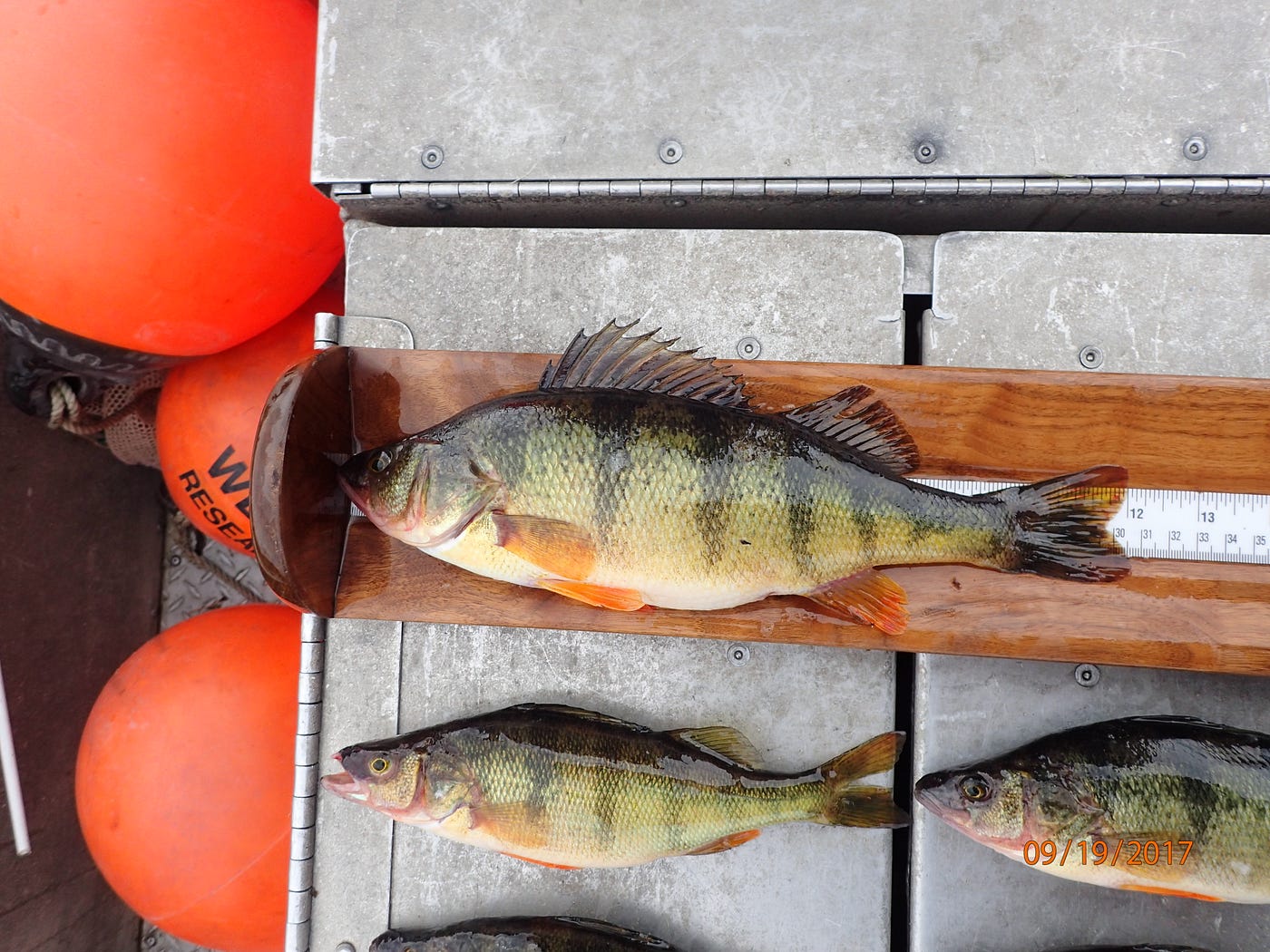 Yellow perch take centerstage in many lakes around Washington, by The  Washington Department of Fish and Wildlife