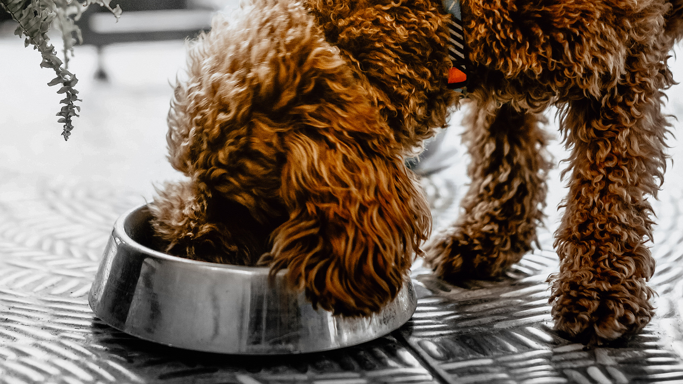 Choose The Perfect Diet For Your Labradoodle A Guide To Optimal