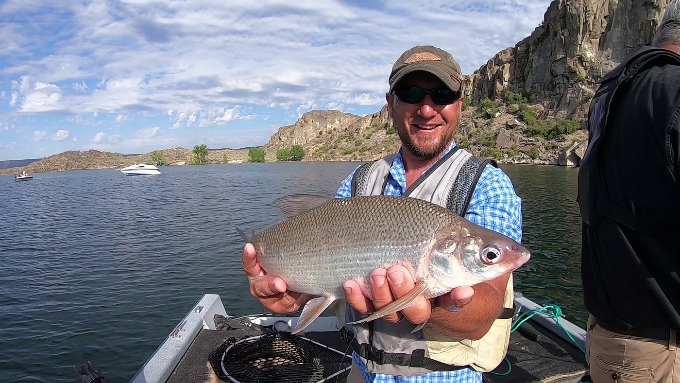 Bank on Banks Lake to cash in on a rousing lake whitefish fishery, by The  Washington Department of Fish and Wildlife