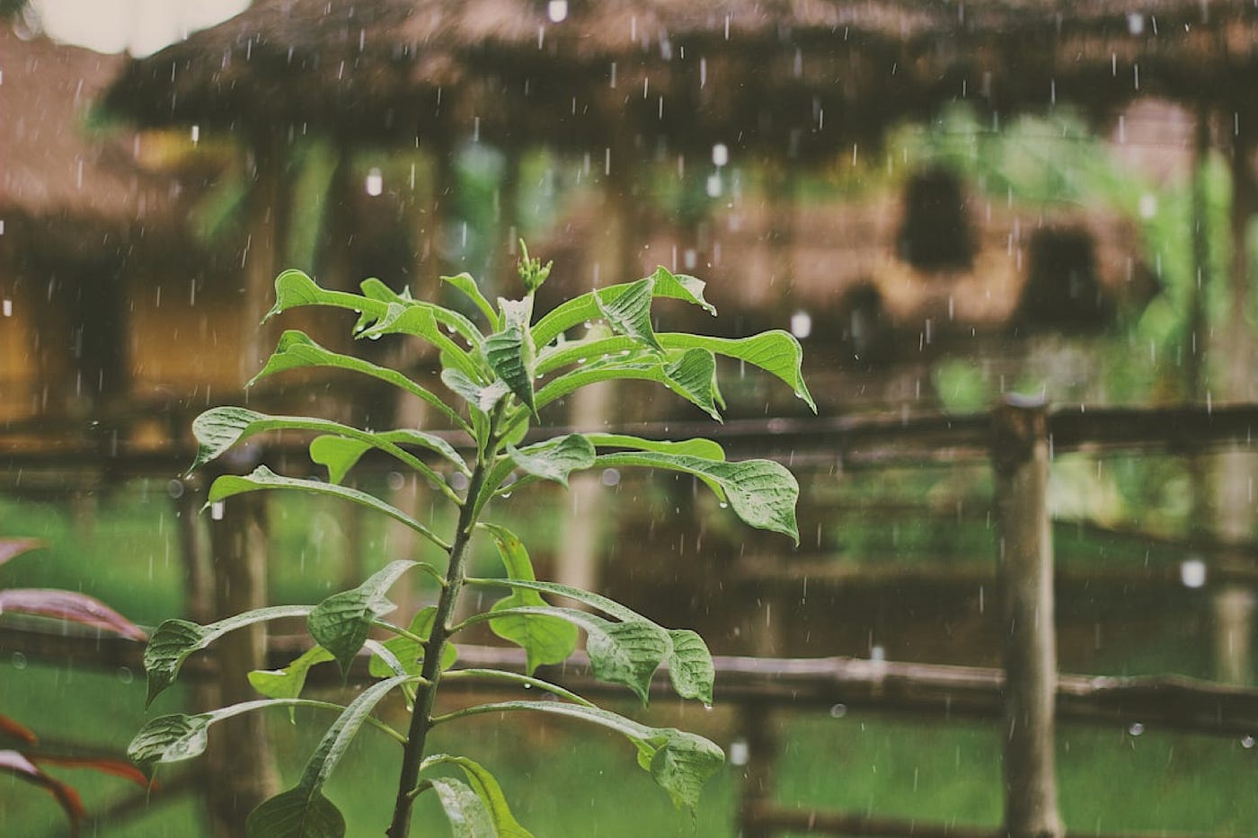 A Poem : Earthy Scent