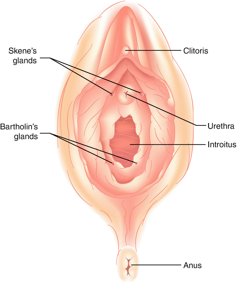 THE ANATOMY OF FEMALE PLEASURE (and reproduction) by Don Lucas Medium