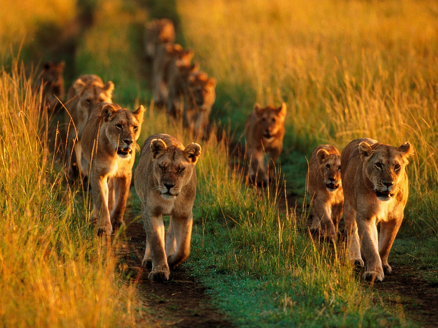 The Lion King: Disney's lion conservation project