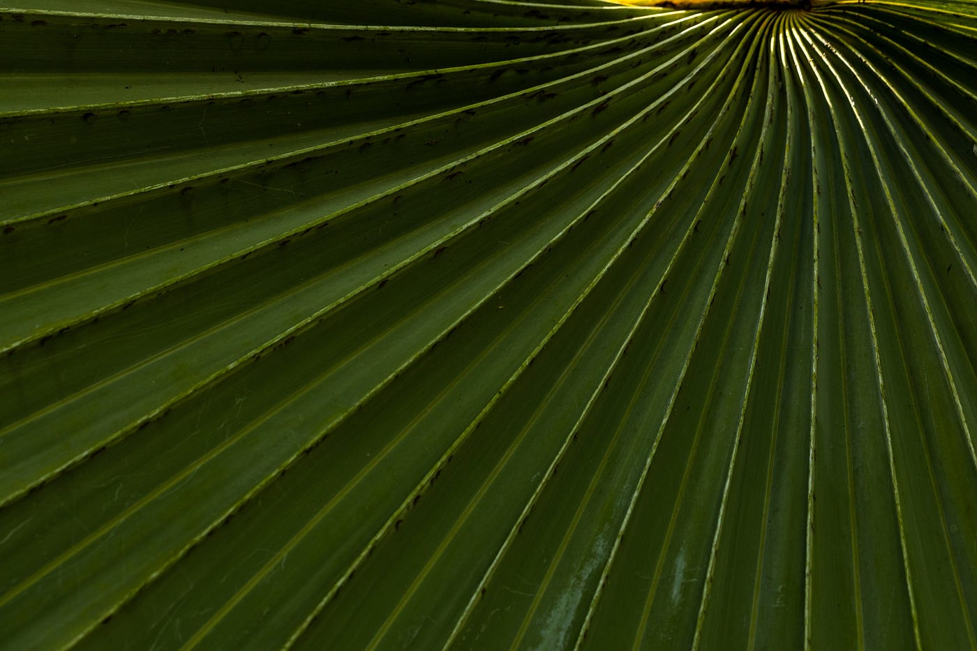 Picture of a Palmyra leaf by Zdenek Machacek on Unsplash.