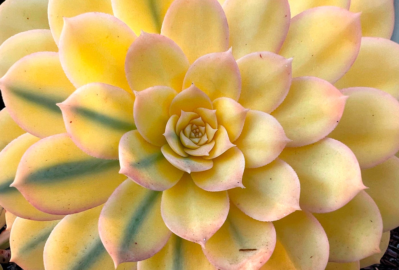 Aeonium: Image by author