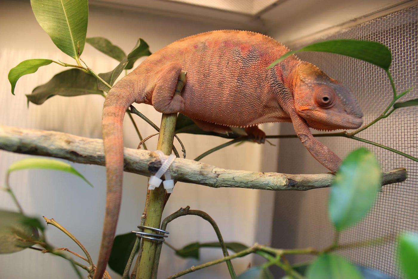 What Happens If a Chameleon is Egg Bound?