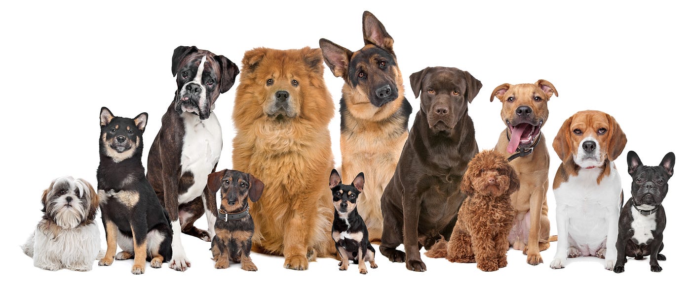 Como Escolher a Ração Ideal para Seu Cachorro ou Gato?