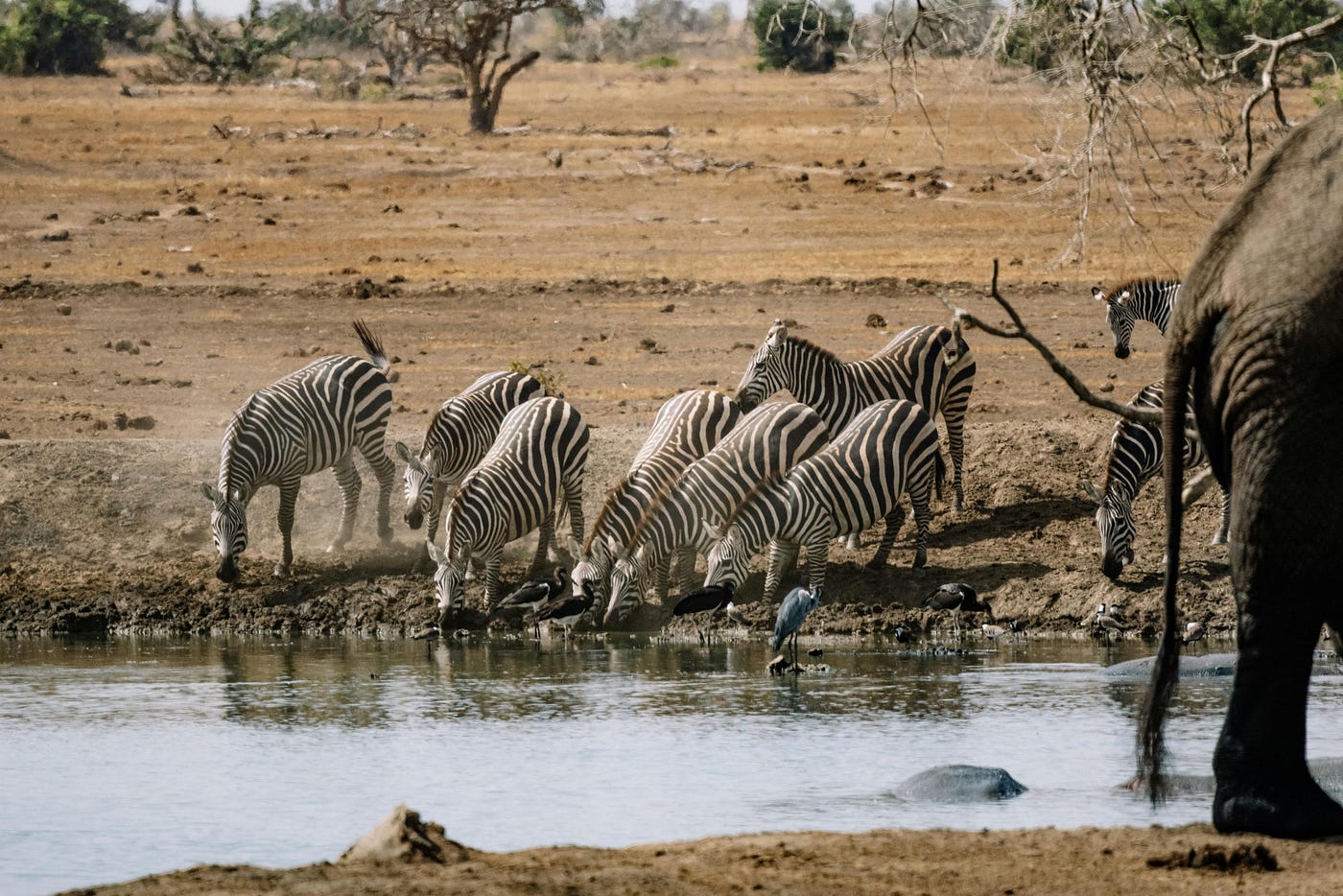 Photo by ROMAN ODINTSOV:Zebras Drinking Water on River · Free Stock Photo