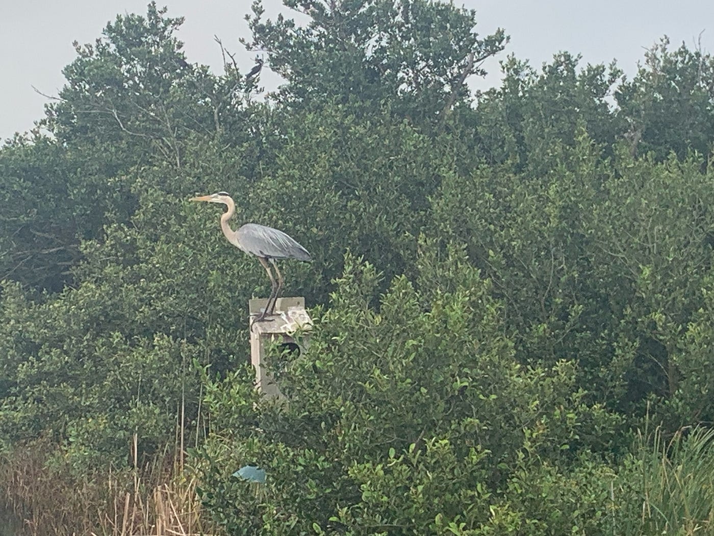 Great Blue Heron Photo by author