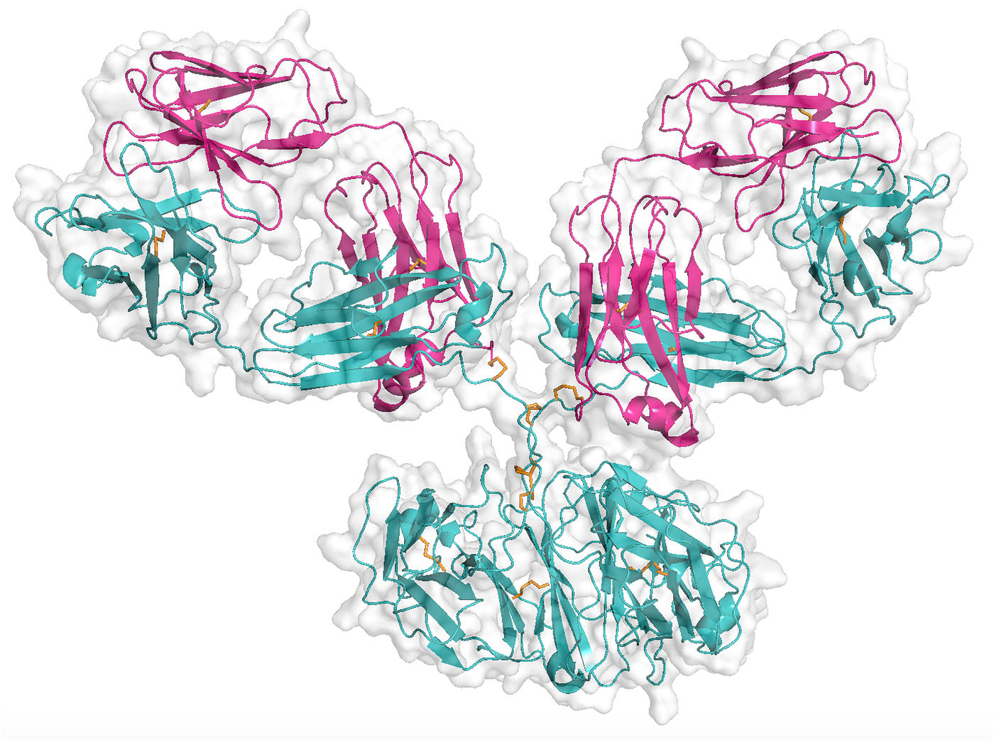 Antibodies — Structure Meets Stardom!