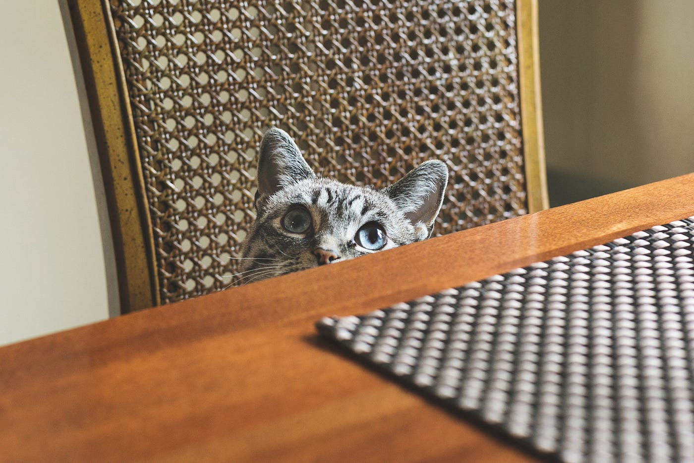 Do Cats Adopt Their Owners Personality? Surprising Truth Revealed