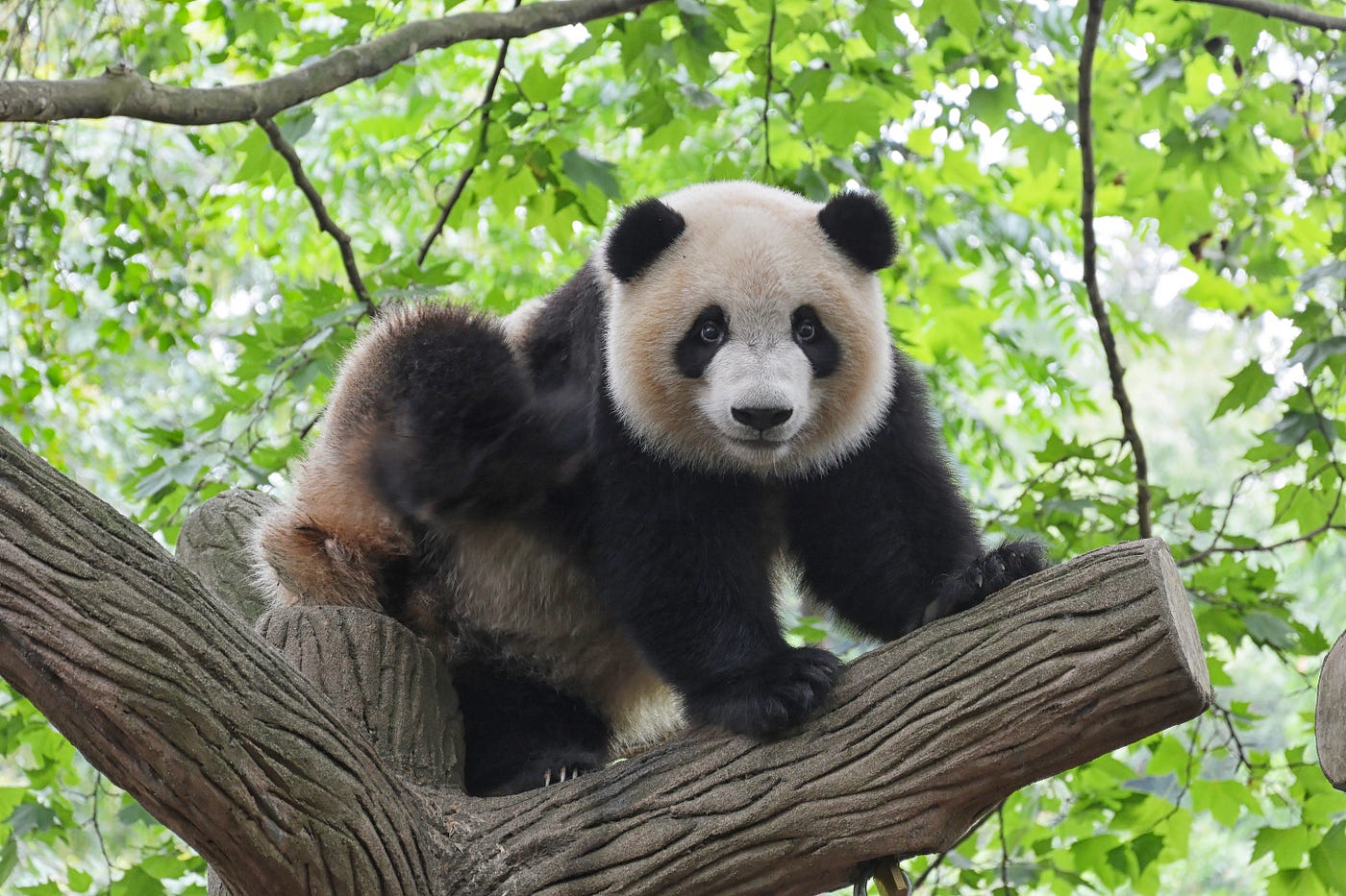 How To Load Data From Text File into Pandas | Towards Data Science