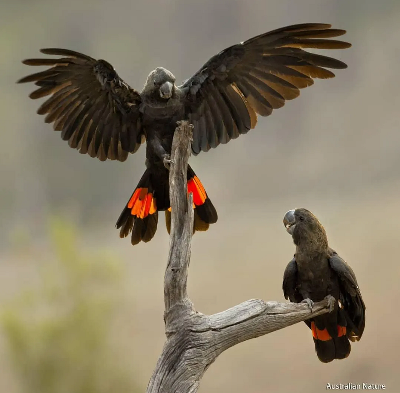 Glossy black cockatoos (Calyptorhynchus lathami) fly in for a drink of water during the devastating Australian bush fires of 2020. The glossy black cockatoo is one of is one of Australia’s rarest cockatoo species. The red tail panels reveal these are two males. (Credit: Bowerbirdaus / CC BY-SA 4.0 International)