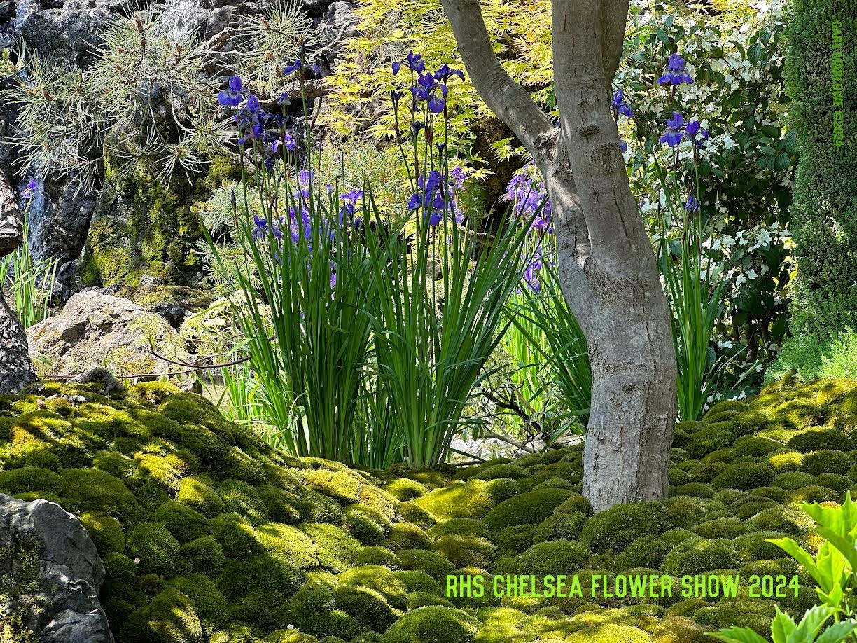 Shot! Kazuyuki Ishihara's MOROTO no IE Garden at the 2024 RHS
