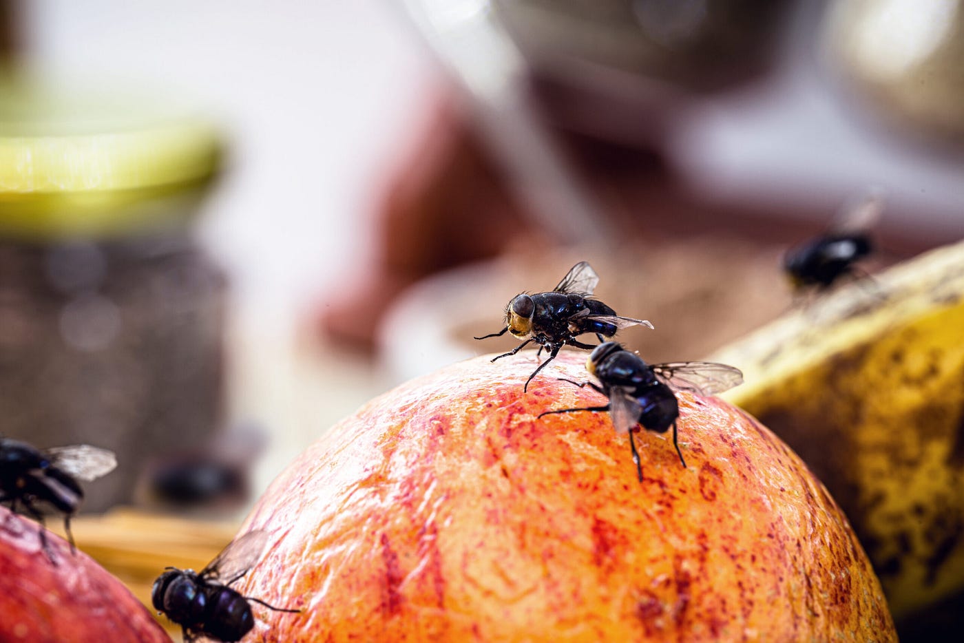 A mosca e a mudança